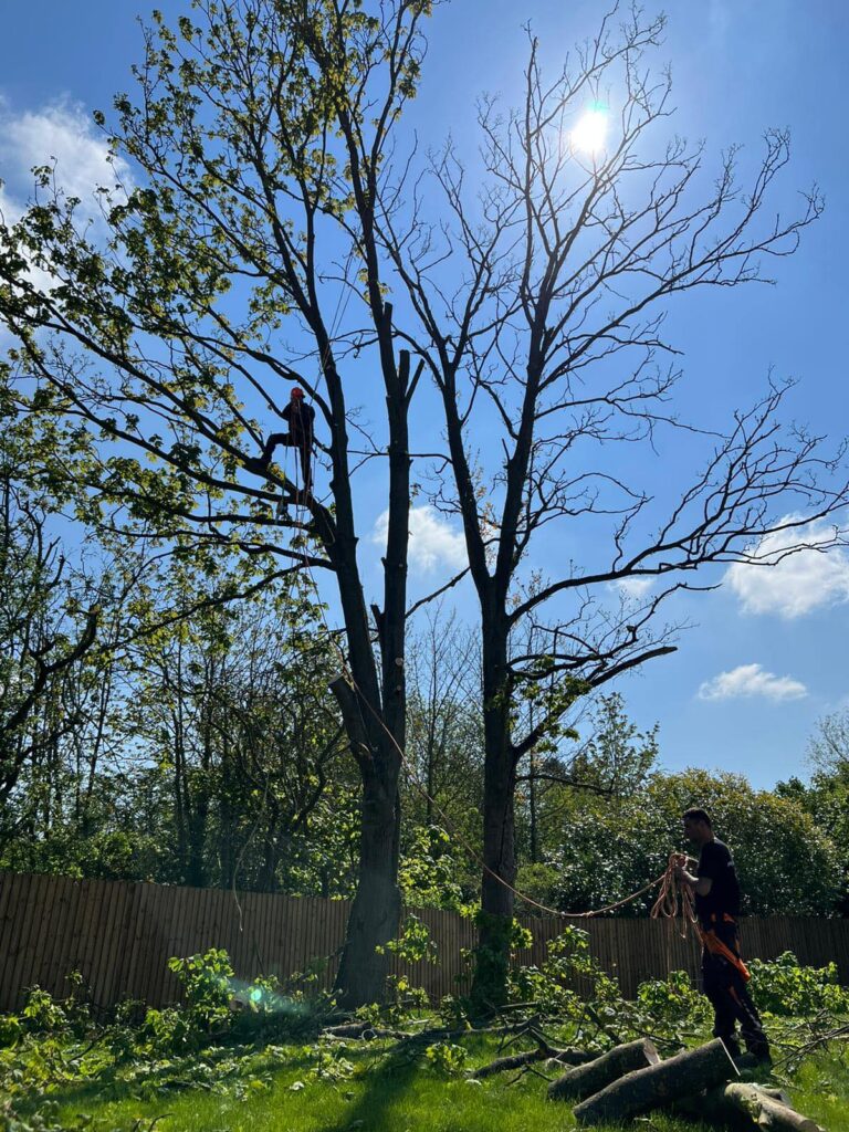 tree tech essex, local tree surgeons and landscape gardeners essex